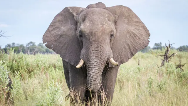 chhattisgarh-two-brothers-trampled-to-death-by-wild-elephant-in-jashpur